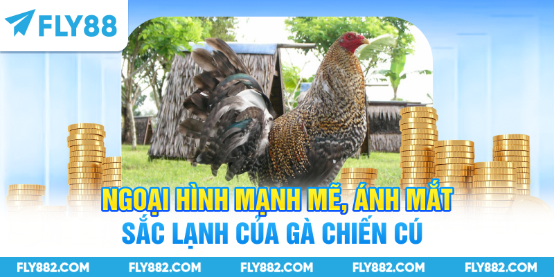 Ngoại hình mạnh mẽ, ánh mắt sắc lạnh của gà chiến cú